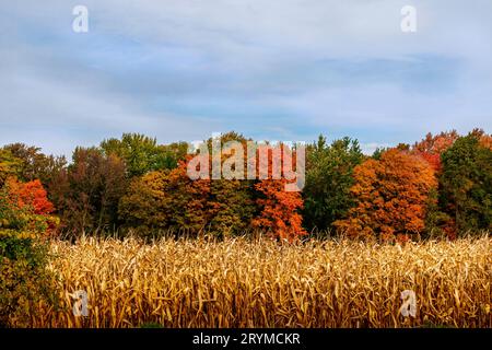 corn field next to the colourful forest trees in October Stock Photo
