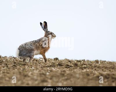 The European hare (Lepus europaeus), also known as the brown hare, standing on the mowed meadow. Beautiful evening lights on bac Stock Photo