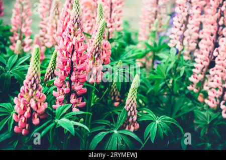 Beautiful Blooming pink lupine flowers. Moody bold colors. Blurred natural background Stock Photo