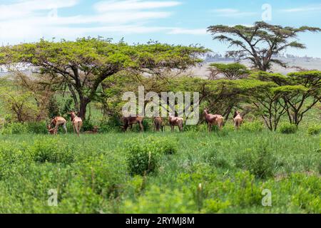 Swayne's Hartebeest, Alcelaphus buselaphus swaynei antelope, Senkelle Sanctuary Ethiopia wildlife Stock Photo