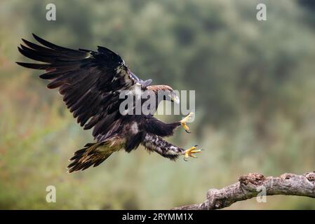 Iberian imperial eagle in flight Stock Photo