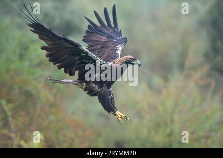 Iberian imperial eagle in flight Stock Photo