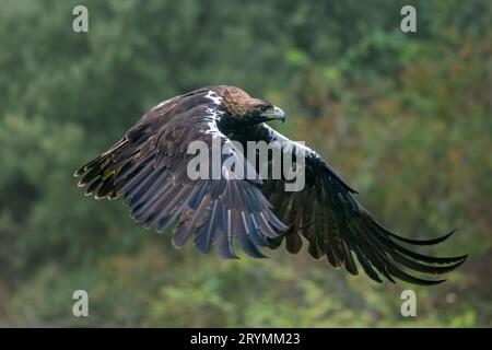 Iberian imperial eagle in flight Stock Photo