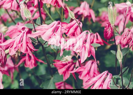 Blooming pink aquilegia flowers. Beautiful nature scene. Moody bold colors Stock Photo