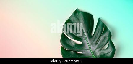 Monstera leaf on pastel gradient background. Summer exotic minimalistic background Stock Photo