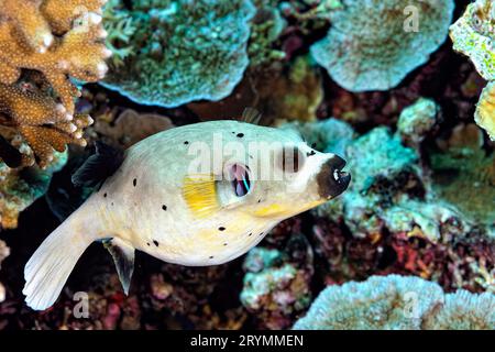 A picture of a puffer fish Stock Photo