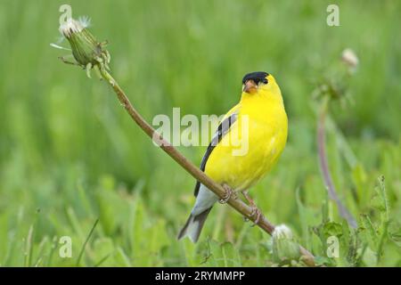 Close up of goldfinch on a dandelion. Stock Photo