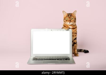 Cat in a shirt and tie with a laptop on the background. Stock Photo