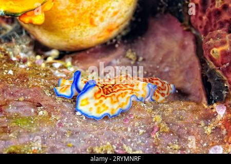 The beautiful colors of nudibranches Stock Photo