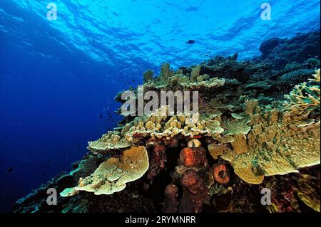 A picture of the coral reef Stock Photo