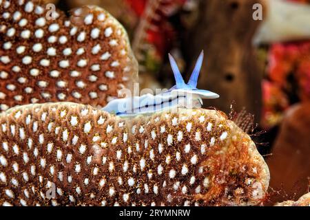 The beautiful colors of nudibranches Stock Photo