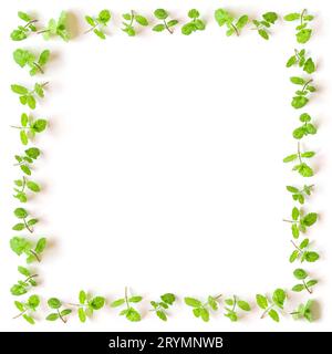 Fresh mint square frame isolated on white background Stock Photo