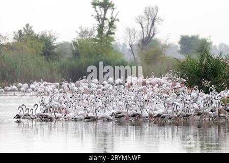 Great flamingos at the Al Qudra lake in Dubai Stock Photo