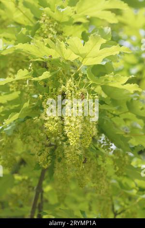 Acer pseudoplatanus, sycamore maple, flowers with bee Stock Photo