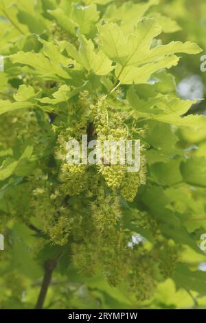 Acer pseudoplatanus, sycamore maple, flowers with bee Stock Photo