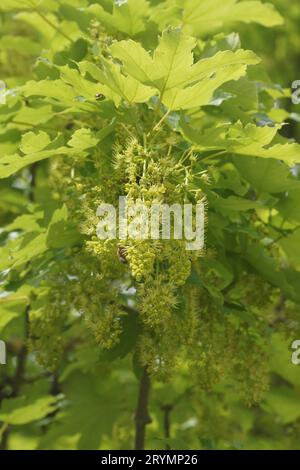 Acer pseudoplatanus, sycamore maple, flowers with bee Stock Photo