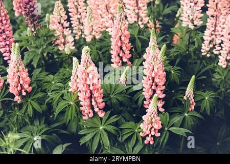 Beautiful Blooming pink lupine flowers. Moody bold colors. Blurred natural background Stock Photo