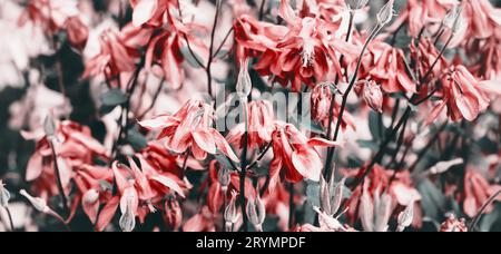 Abstract blurred natural background. Blooming pink aquilegia flowers. Moody bold colors, banner format Stock Photo