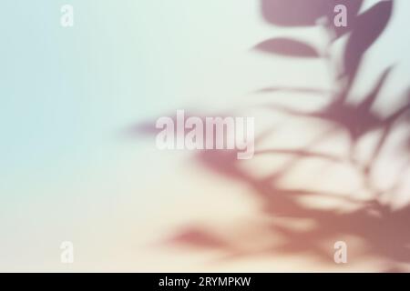 Natural foliage shadow on gradient paper background. Abstract pastel floral backdrop. Soft light Stock Photo