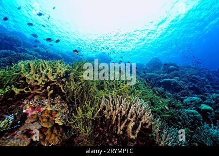 A picture of the coral reef Stock Photo