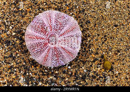 Sea urchins (Echinoidea) on Langaholt beach, Snaefellsnes, Vesturland, Iceland, Europe Stock Photo
