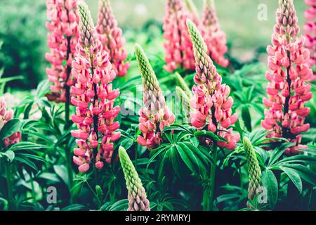 Summer background with pink lupine flowers. Beautiful nature scene. Moody bold colors. Blurred natural background Stock Photo