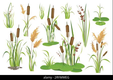 Bulrush and water plants objects mega set in graphic flat design. Bundle elements of different types of swamp cattails, marsh reed, sedge and blooming Stock Vector