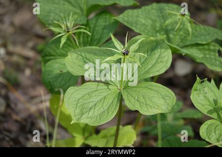 Paris quadrifolia, herb Paris Stock Photo