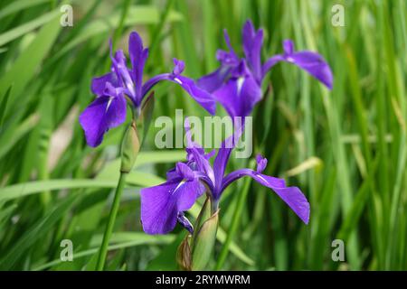 Iris laevigata, Japanese iris Stock Photo