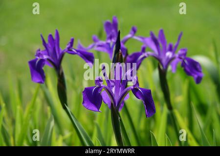 Iris laevigata, Japanese iris Stock Photo