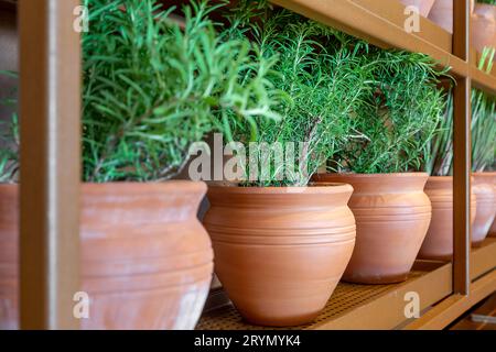 Fresh rosemary plants growing in the clay pots at home, cooking ingredient, aromatic seasoning Stock Photo
