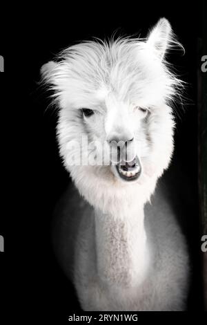 Funny white alpaca portrait in his stable in Hungary at Lake Balaton Stock Photo