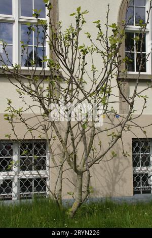 Ficus carica, fig tree, young shoots Stock Photo