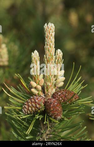 Pinus mugo, Bergkiefer, mountain pine, junge Triebe, Blueten, Zapfen, young shoots, flowers, cones Stock Photo
