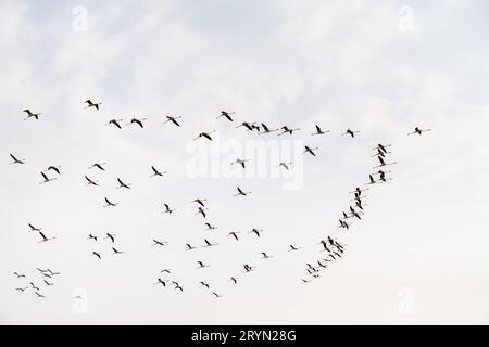 Flock of great flamingos flying in the sky Stock Photo