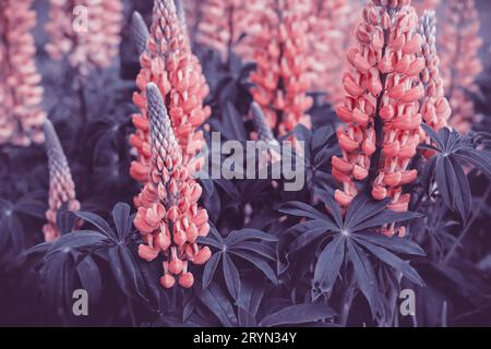 Beautiful Blooming pink lupine flowers. Moody bold colors. Blurred natural Summer background Stock Photo