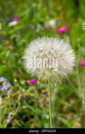 Western salsify (Tragopogon dubius) Seeds, Netherlands Stock Photo