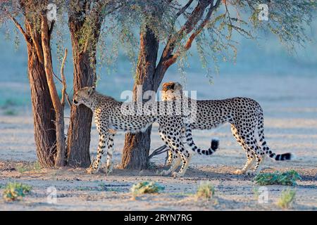 Two cheetahs (Acinonyx jubatus) in natural habitat, Kalahari desert, South Africa Stock Photo