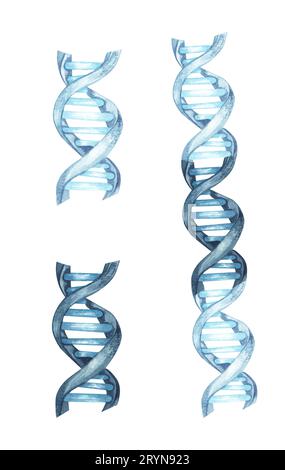 Dna helix. Hand drawn watercolor illustration, isolated on white background Stock Photo