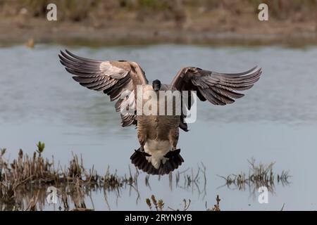 Landing Canada goose (Branta canadensis) Stock Photo