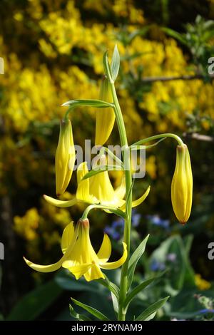 Lilium monadelphum hi-res stock photography and images - Alamy