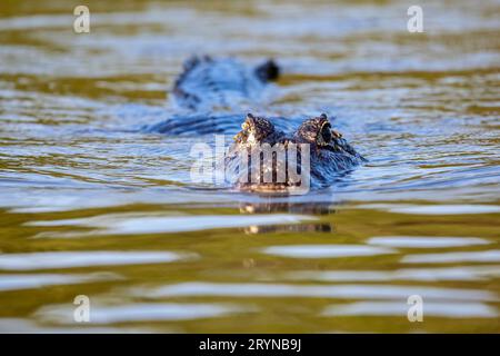 Yacare Caiman swimming on river surface towards camera, Pantanal Wetlands, Mato Grosso, Brazil Stock Photo