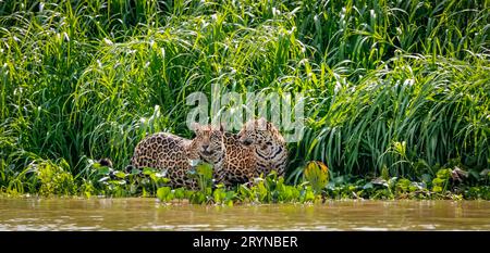 Two Jaguar brothers (Panthera onca) standing at a  river edge against lush green background, looking Stock Photo