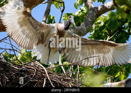 Low angle view of a young Jabiru stork attempt to fly with spread wings from its nest in a green tre Stock Photo