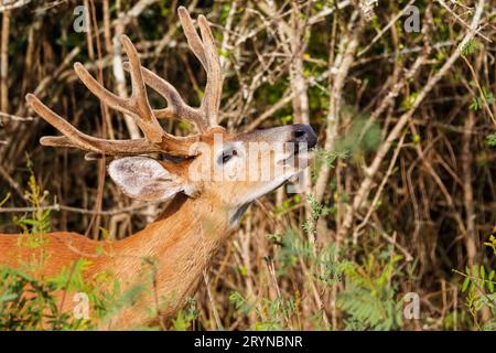Male Pampas deer with big antlers eating green leaves from a bush in sunlight Stock Photo