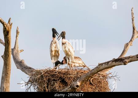 Three Jabiru stork nestlings in their nest on a tree against blue sky, two facing each other, Pantan Stock Photo