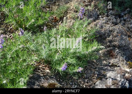 Salvia jurisicii, jurisic sage Stock Photo