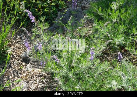 Salvia jurisicii, jurisic sage Stock Photo