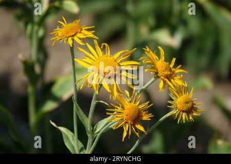 Helenium hoopesii, orange sneezeweed Stock Photo
