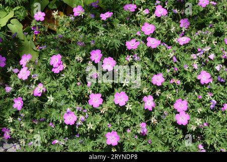 Geranium sanguineum, red cranesbill Stock Photo